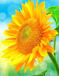DIY Flowers 5D Diamond Art Painting 30x40cm - Creative Serenity